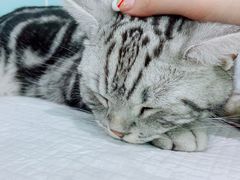 -纳吉亚猫专科动物医院·北北分院