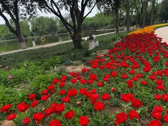 -石家庄市植物园