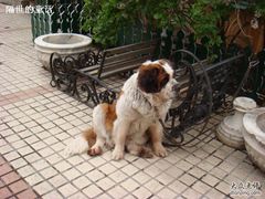 狗狗好像有心事哦-露西亚咖啡西餐厅(哈尔滨俄侨纪念馆店)