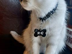 -喵园·猫主题咖啡厅·撸猫·猫咖(国贸店)