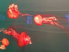 -多彩贵州城极地海洋世界