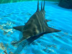 -上海海洋水族馆