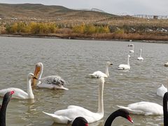 -新疆天山野生动物园