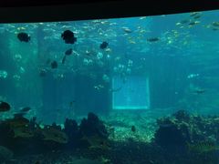 -海棠湾洲际-涛·海底餐厅·美人鱼·自助餐·海底隧道