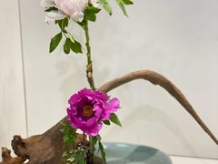 -上海辰山植物园