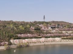 -樱花山风景区