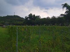 -红山村