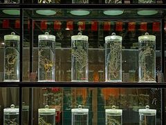 -广东中医药博物馆