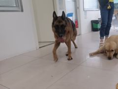 -佳雯宠物医院·皮肤科·内外科(春晓路分院)