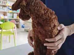-乐琪宠物医院·犬猫专科·骨外科·急重症