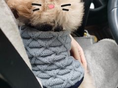 -半岛宠物医院24小时(科华中路店)