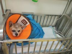 -芭比堂动物医院·犬猫全科·异宠专科(雁塔分院)