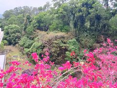-深圳仙湖植物园