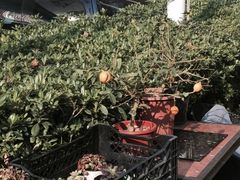 -花草间花行(法华镇路店)