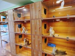 -猫十亿·布偶金渐层·曼基康矮脚猫舍(青年路店)