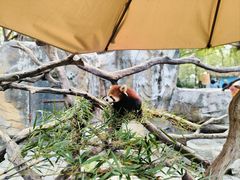 -常州淹城野生动物世界