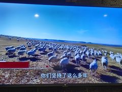 -浩爷羊蝎子火锅(望京店)