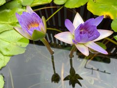 -龙华寺