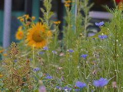 -鞠橘居酒屋(仁恒江湾新天地店)
