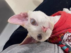 -藏猫猫咖啡主题馆(中央大道店)