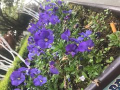 -合肥滨湖国家森林公园