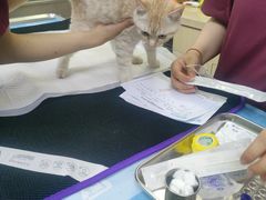 -美联众合动物医院·24h转诊中心