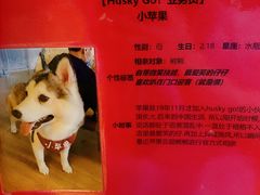 -Husky Go! 哈士奇体验馆·宠物咖啡厅狗咖