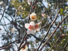 -香雪海