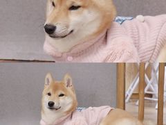 -豆柴町-柴犬主题狗咖(红鼎国际C座店)
