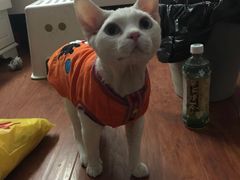 -Bastet sally猫舍购宠(静安店)