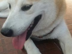 -柴犬高等学院·狗咖·柴犬售卖·宠物训练