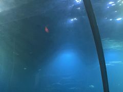 -海棠湾洲际-涛·海底餐厅·美人鱼·自助餐·海底隧道
