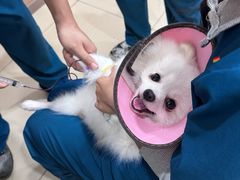 -米苏动物医院·犬猫专科·骨科外科内窥镜