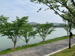 -羊山湖公园