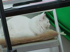 -半岛宠物医院24小时(白果林店)