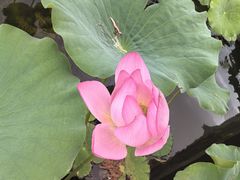 -莲花池公园
