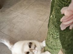 -飞行喵MR PILOT|猫舍·猫咖(静安大融城店)