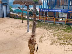 -西霞口神雕山野生动物世界