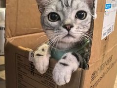 -纳吉亚猫专科动物医院博雅分院