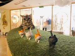 -猫和宫(六道口店)