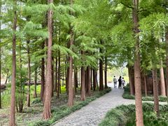 -溱湖国家湿地公园