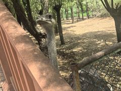 -鄂尔多斯野生动物园