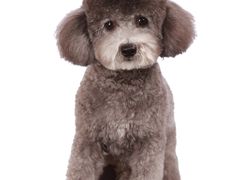 -宠福鑫康馨动物医院·骨科·眼科