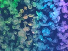 -烟台海昌鲸鲨海洋公园