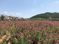 -爱丽丝仙境花海