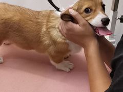 -1013 PET SHOP精品宠物商店(丁香店)