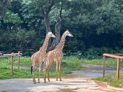 -深圳野生动物园
