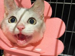 -美联众合动物医院(·中兽医·疑难杂症·严家桥分院)