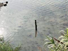 -广东花都湖国家湿地公园