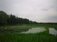 -白渔泡湿地公园